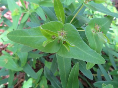 Euphorbia sieboldiana, photographed by Marco Mussita