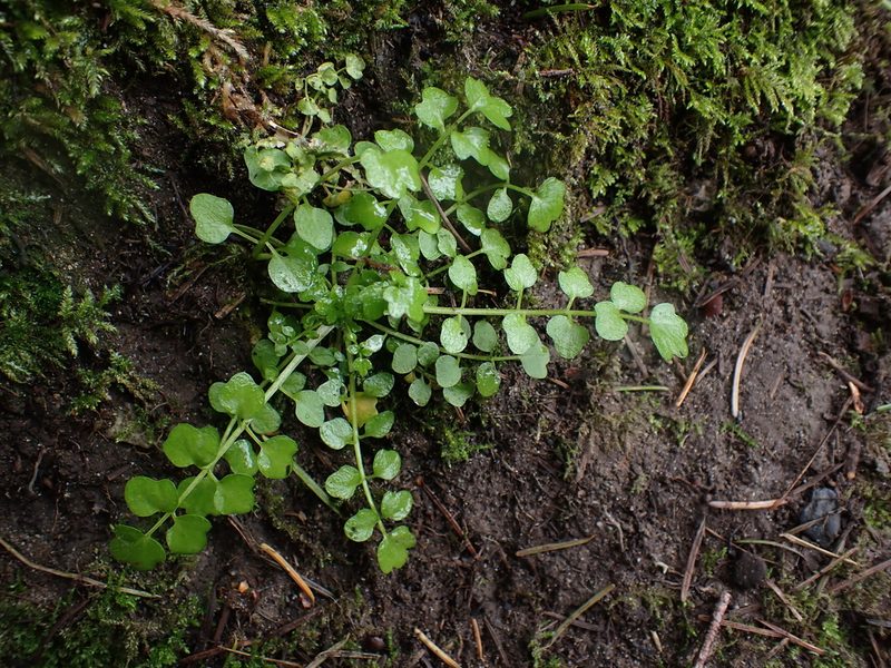 Cardamine oligosperma, photographed by Ellyne Geurts