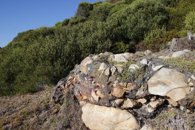 Drosanthemum candens, photographed by Tony Rebelo