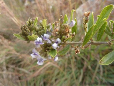 Psoralea polysticta, photographed by Andrew Hankey