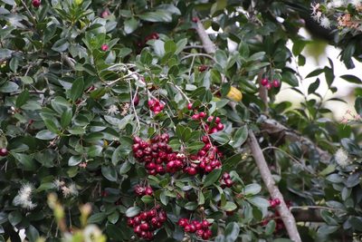 Syzygium australe, photographed by Tony Rebelo