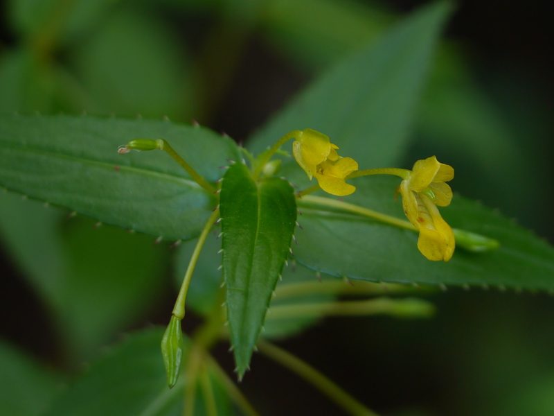 Impatiens dalzellii, photographed by Dinesh Valke