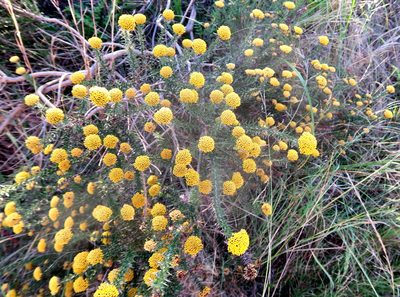 Metalasia aurea, photographed by Di Turner