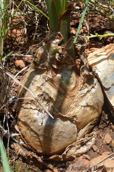 Zulusia delagoensis, photographed by Andrew Hankey