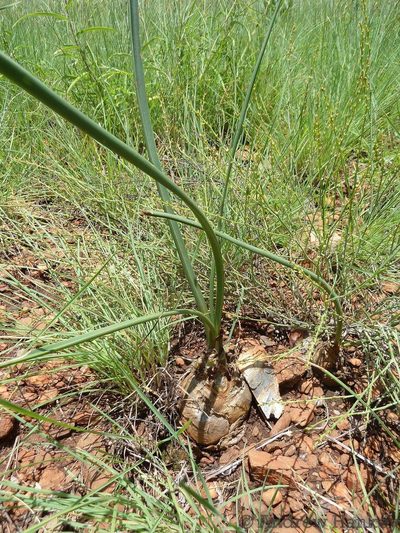 Zulusia delagoensis, photographed by Andrew Hankey