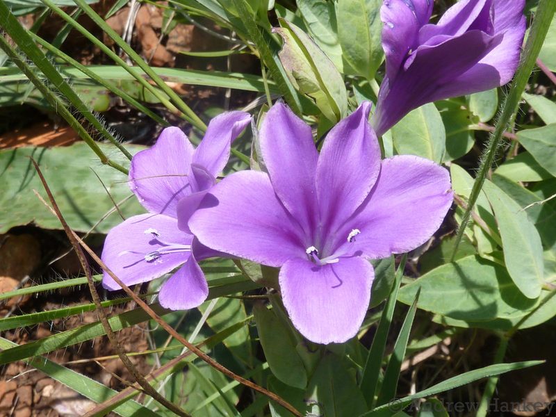 Barleria wilmsiana, photographed by Andrew Hankey