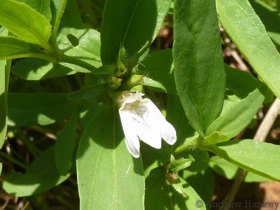 Lepidagathis scabra, photographed by Andrew Hankey