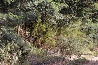 Restio paniculatus, photographed by Tony Rebelo