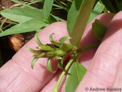 Lepidagathis scabra, photographed by Andrew Hankey