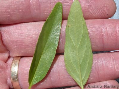 Lepidagathis scabra, photographed by Andrew Hankey