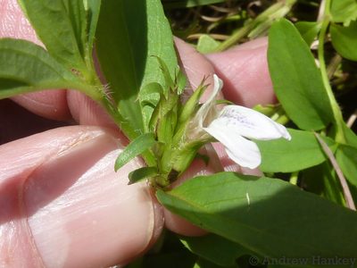 Lepidagathis scabra, photographed by Andrew Hankey