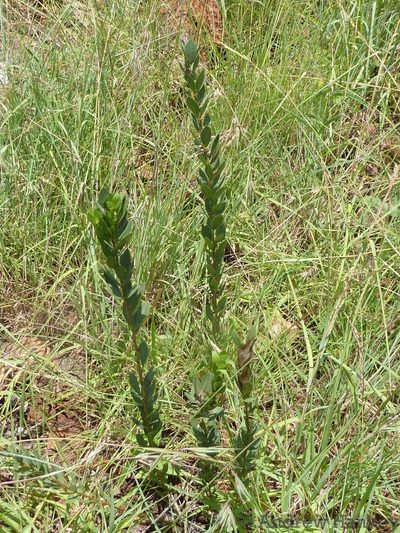 Searsia pondoensis, photographed by Andrew Hankey