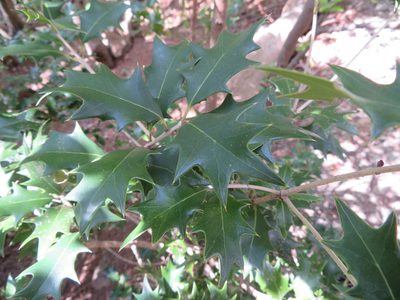 Osmanthus heterophyllus, photographed by Marco Mussita