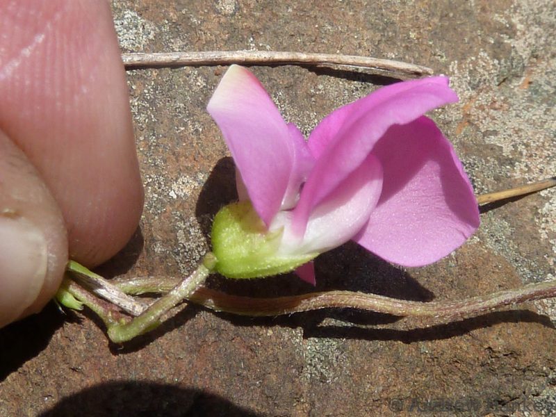 Dolichos sericeus, photographed by Andrew Hankey