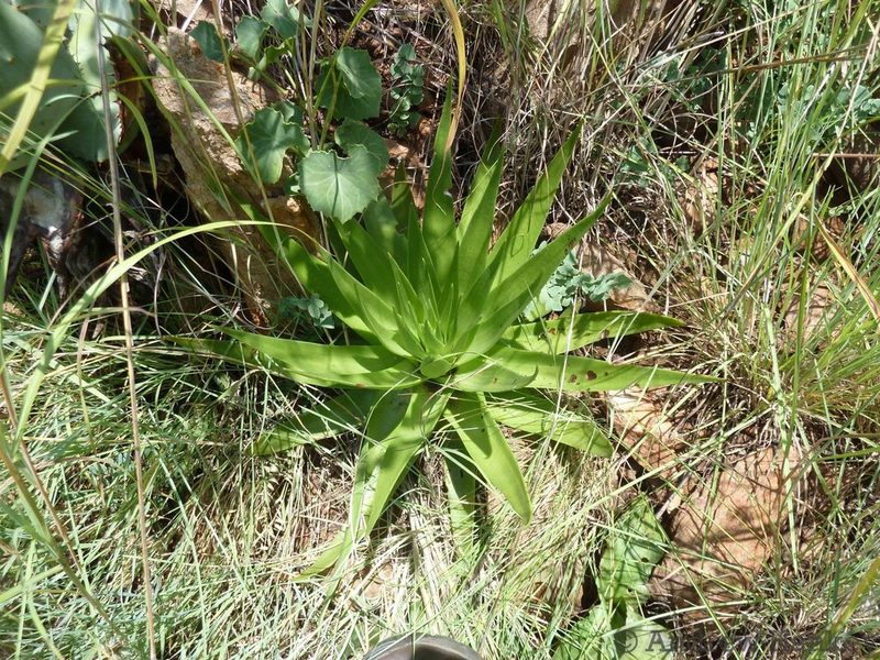 Crassula acinaciformis, photographed by Andrew Hankey