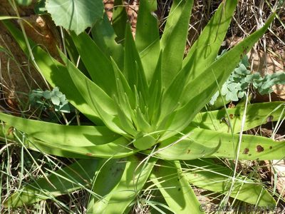 Crassula acinaciformis, photographed by Andrew Hankey