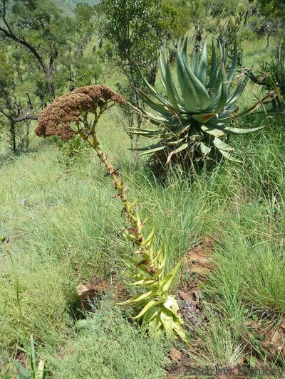 Crassula acinaciformis, photographed by Andrew Hankey