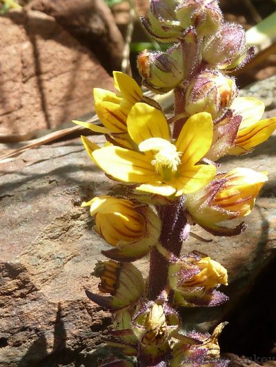 Alectra orobanchoides, photographed by Andrew Hankey