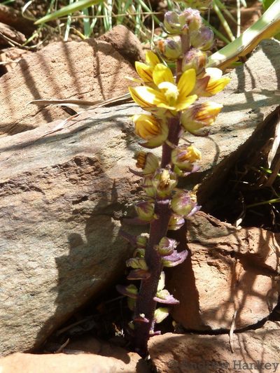 Alectra orobanchoides, photographed by Andrew Hankey