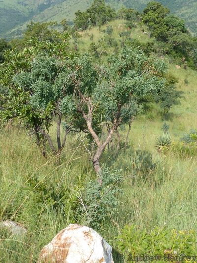 Calpurnia glabrata, photographed by Andrew Hankey