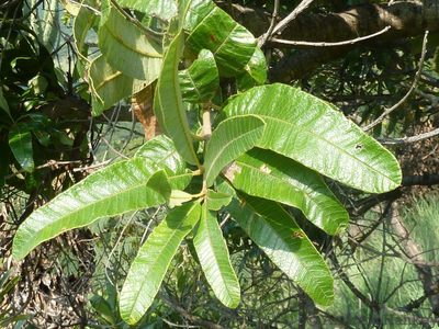 Ozoroa sphaerocarpa, photographed by Andrew Hankey