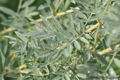 Indigofera tristoides, photographed by Andrew Hankey
