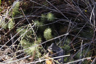 Serruria cyanoides, photographed by Tony Rebelo