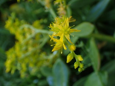 Sedum praealtum, photographed by Tony Wills