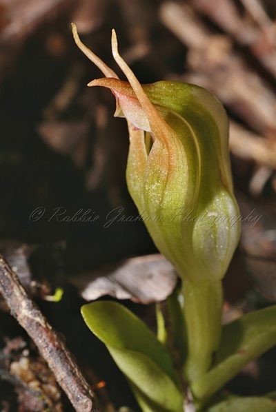 Pterostylis humilis, photographed by Robbie Graham