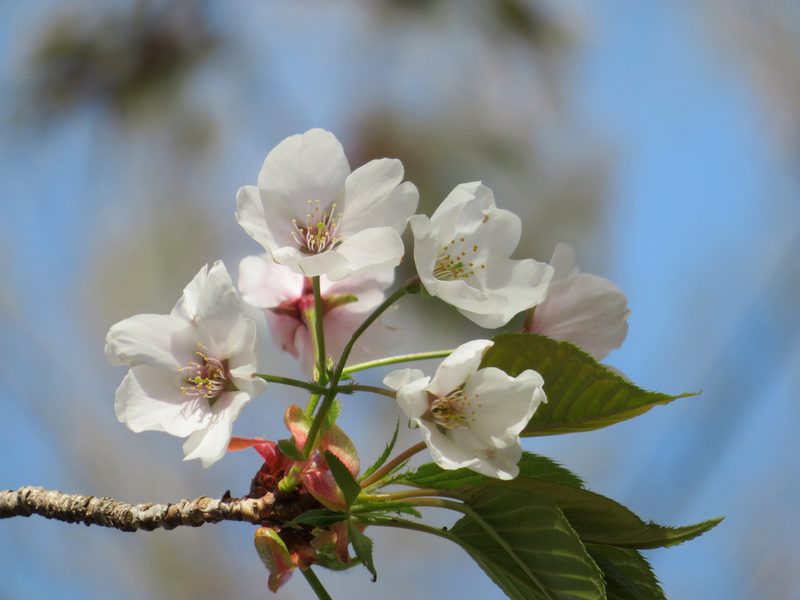 Prunus jamasakura, photographed by Marco Mussita