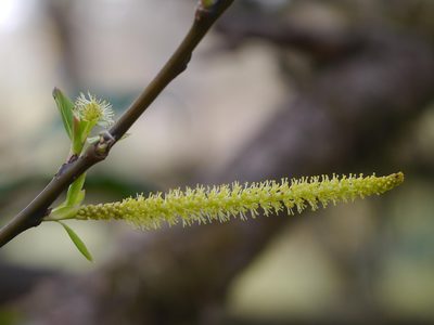 Salix tetrasperma, photographed by Dinesh Valke