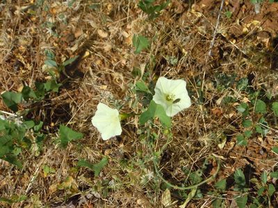 Calystegia occidentalis, photographed by Jim Dreier
