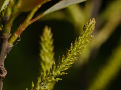 Salix tetrasperma, photographed by Dinesh Valke