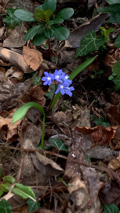 Scilla sardensis, photographed by Damian