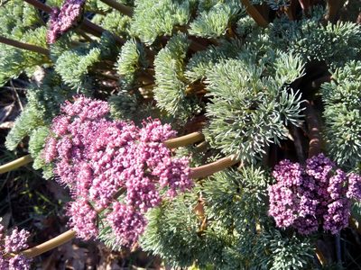 Lomatium columbianum, photographed by Pete Forsyth