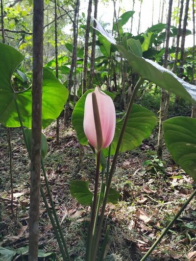Anthurium formosum, photographed by Andrés Ramírez-Barrera
