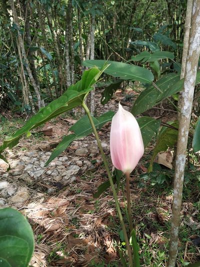 Anthurium formosum, photographed by Andrés Ramírez-Barrera