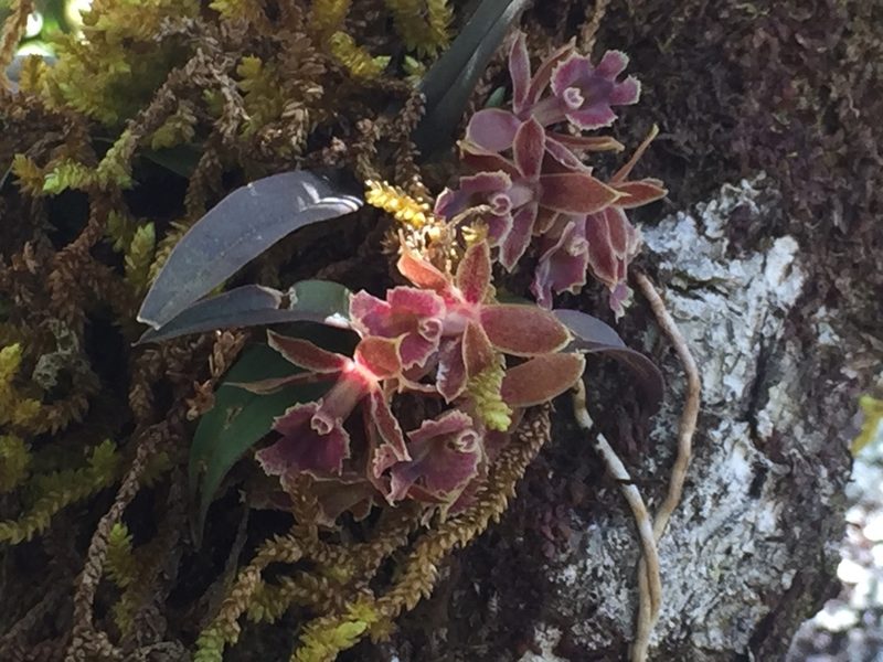 Epidendrum microcharis, photographed by Carlos Funes