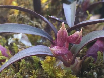 Epidendrum microcharis, photographed by Carlos Funes