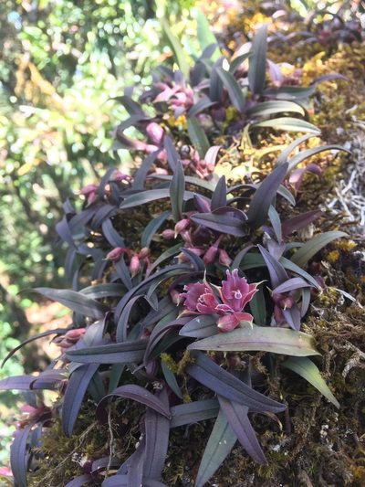 Epidendrum microcharis, photographed by Carlos Funes