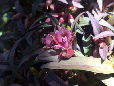 Epidendrum microcharis, photographed by Carlos Funes