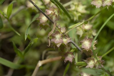 Valeriana obtusiloba, photographed by Eleftherios Katsillis