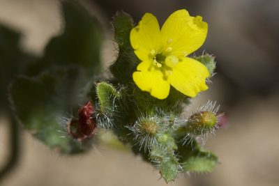 Camissoniopsis hirtella, photographed by Ken-ichi Ueda