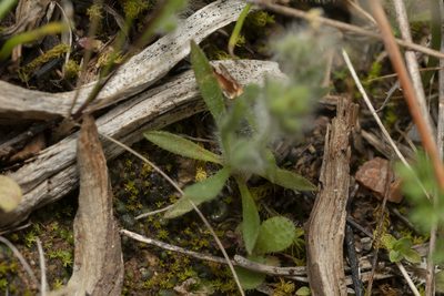 Plantago bellardii, photographed by Eleftherios Katsillis