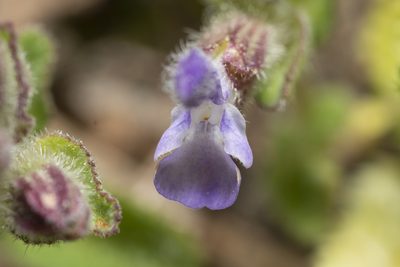 Salvia viridis, photographed by Eleftherios Katsillis