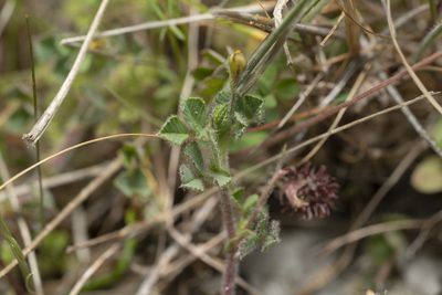 Medicago constricta, photographed by Eleftherios Katsillis