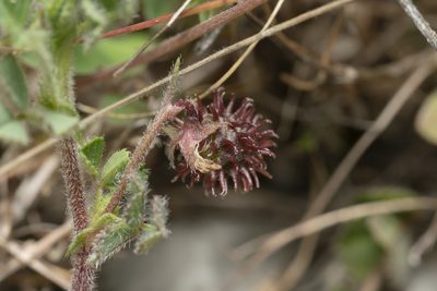Medicago constricta, photographed by Eleftherios Katsillis