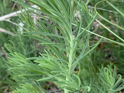 Suaeda linearis, photographed by natalie