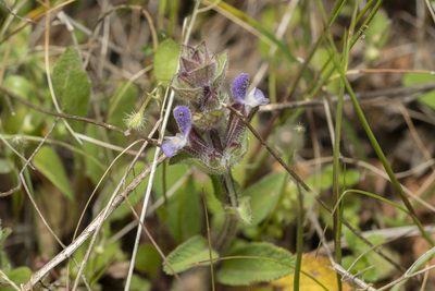 Salvia viridis, photographed by Eleftherios Katsillis