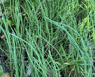 Salicornia bigelovii, photographed by natalie